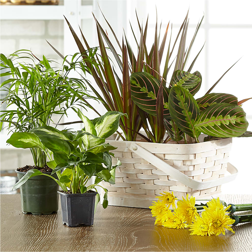 Florist Designed Blooming and Green Plants in a Basket – LULU & J FLOWERS, Orange CA