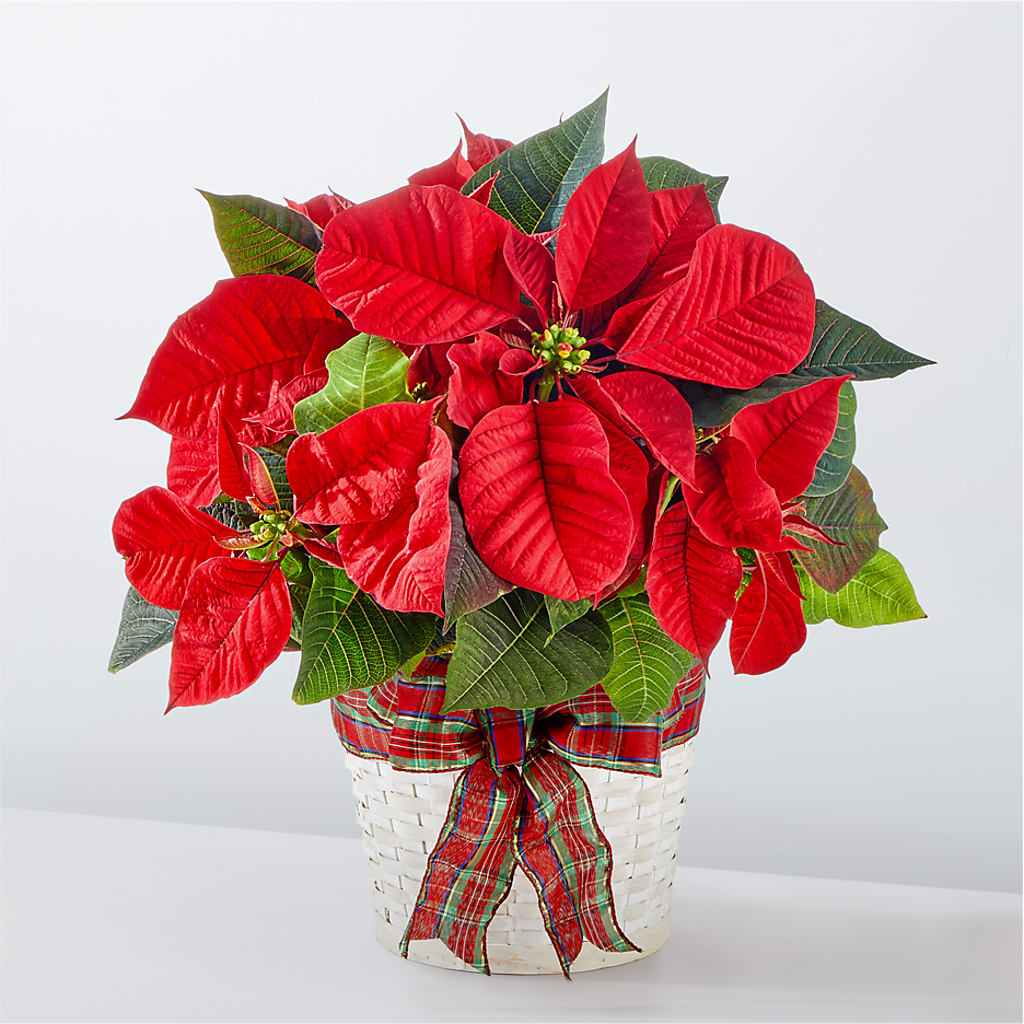 Happiest Holidays Poinsettia – LULU & J FLOWERS, Orange CA