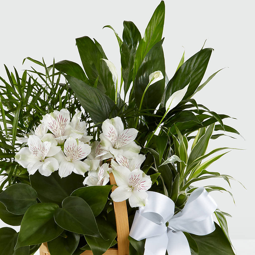 Peace & Serenity Dishgarden – LULU & J FLOWERS, Orange CA