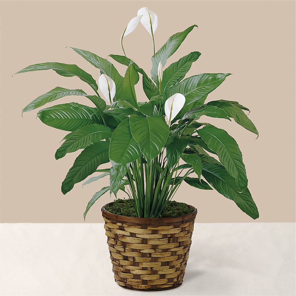 Tranquil Moments Peace Lily Plant – LULU & J FLOWERS, Orange CA