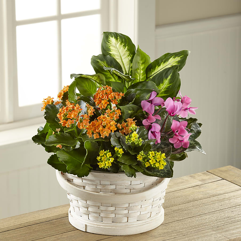 Color Crush Dishgarden – LULU & J FLOWERS, Orange CA