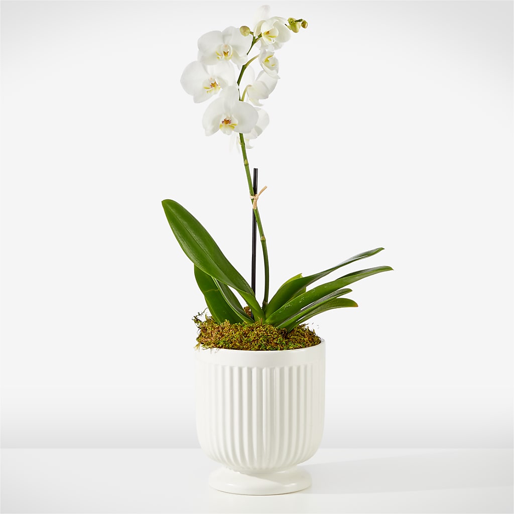 Whispering White Orchid – LULU & J FLOWERS, Orange CA