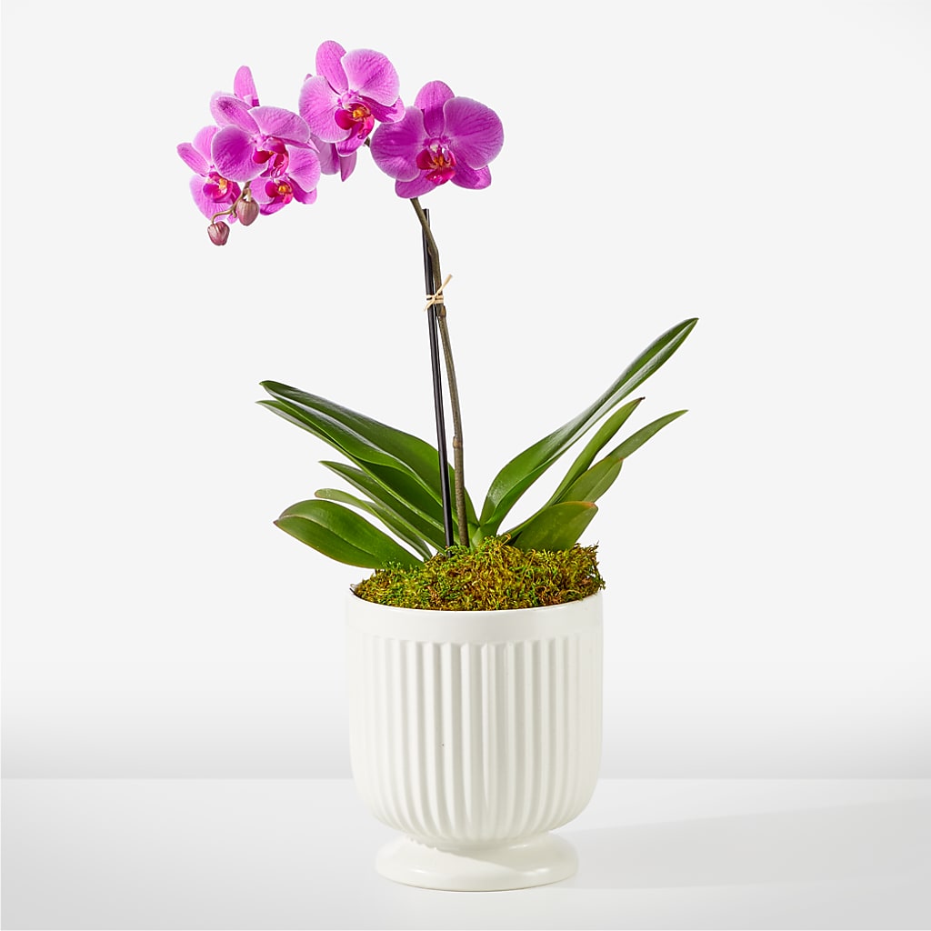 Friendly Fuchsia Orchid – LULU & J FLOWERS, Orange CA