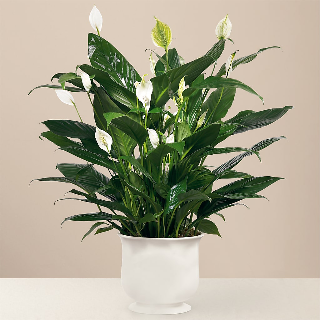 Comfort Planter – LULU & J FLOWERS, Orange CA
