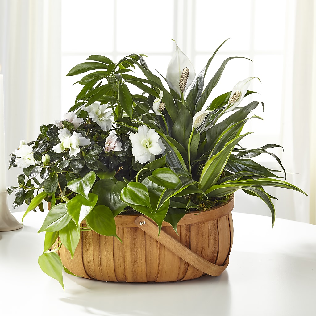 Serene Dishgarden – LULU & J FLOWERS, Orange CA