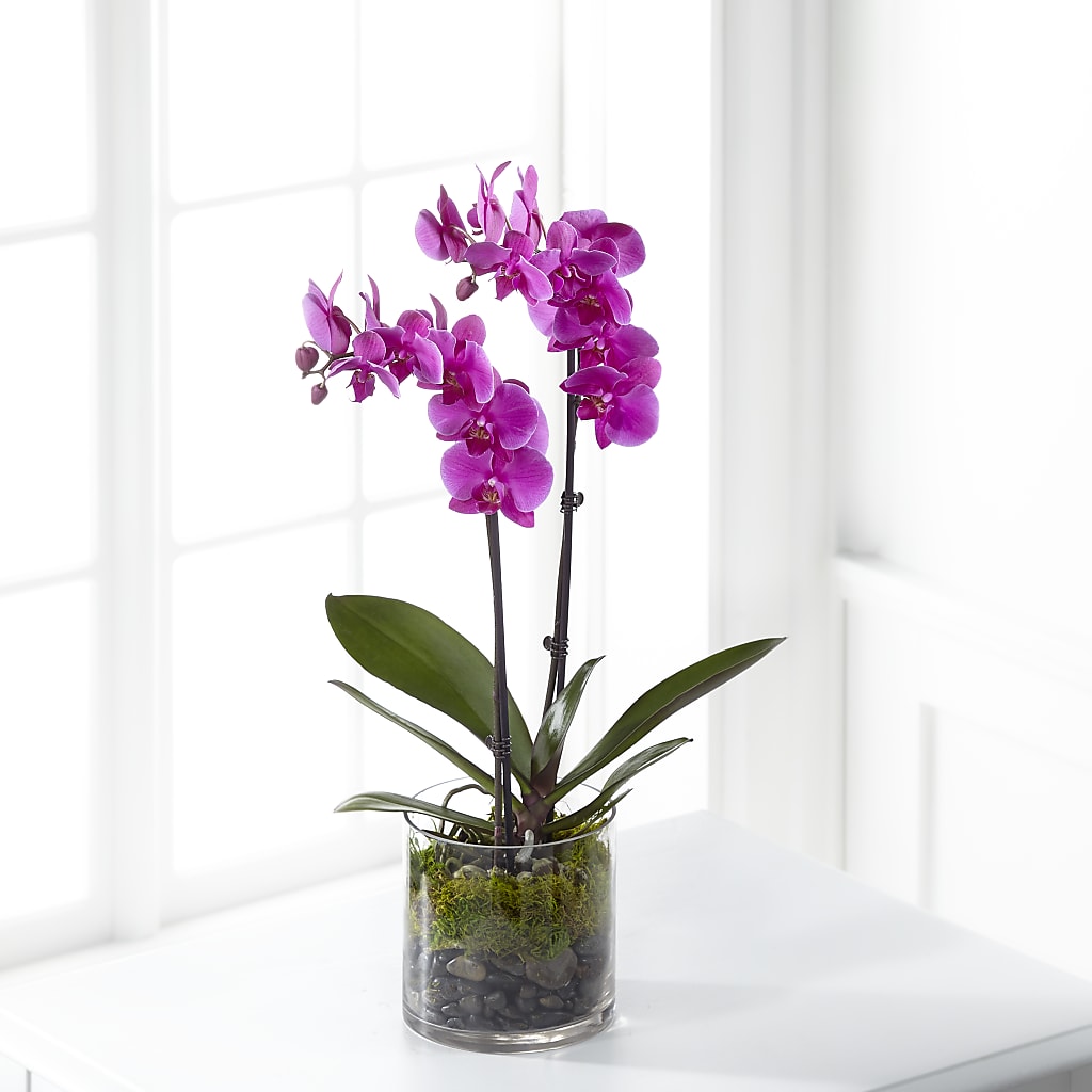 Pink Orchid Plant – LULU & J FLOWERS, Orange CA