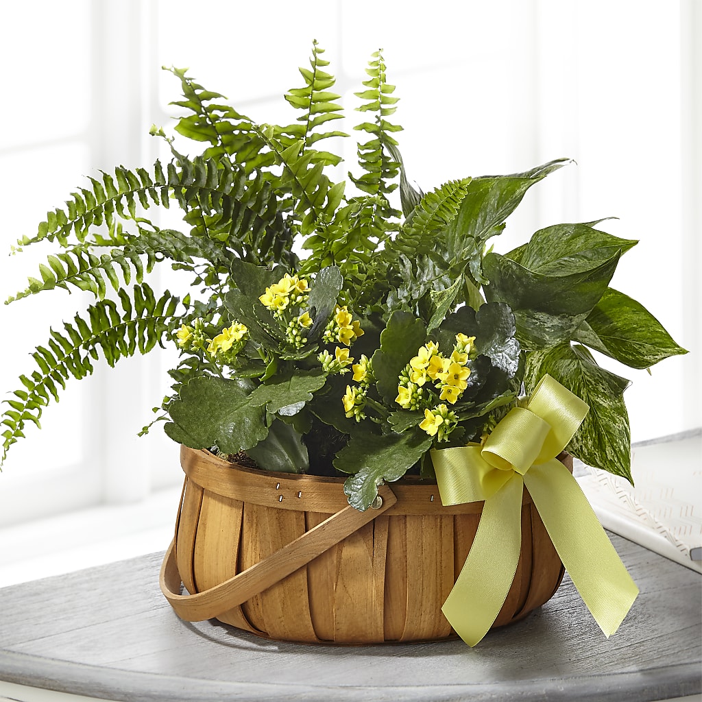 Always Dear Dishgarden – LULU & J FLOWERS, Orange CA