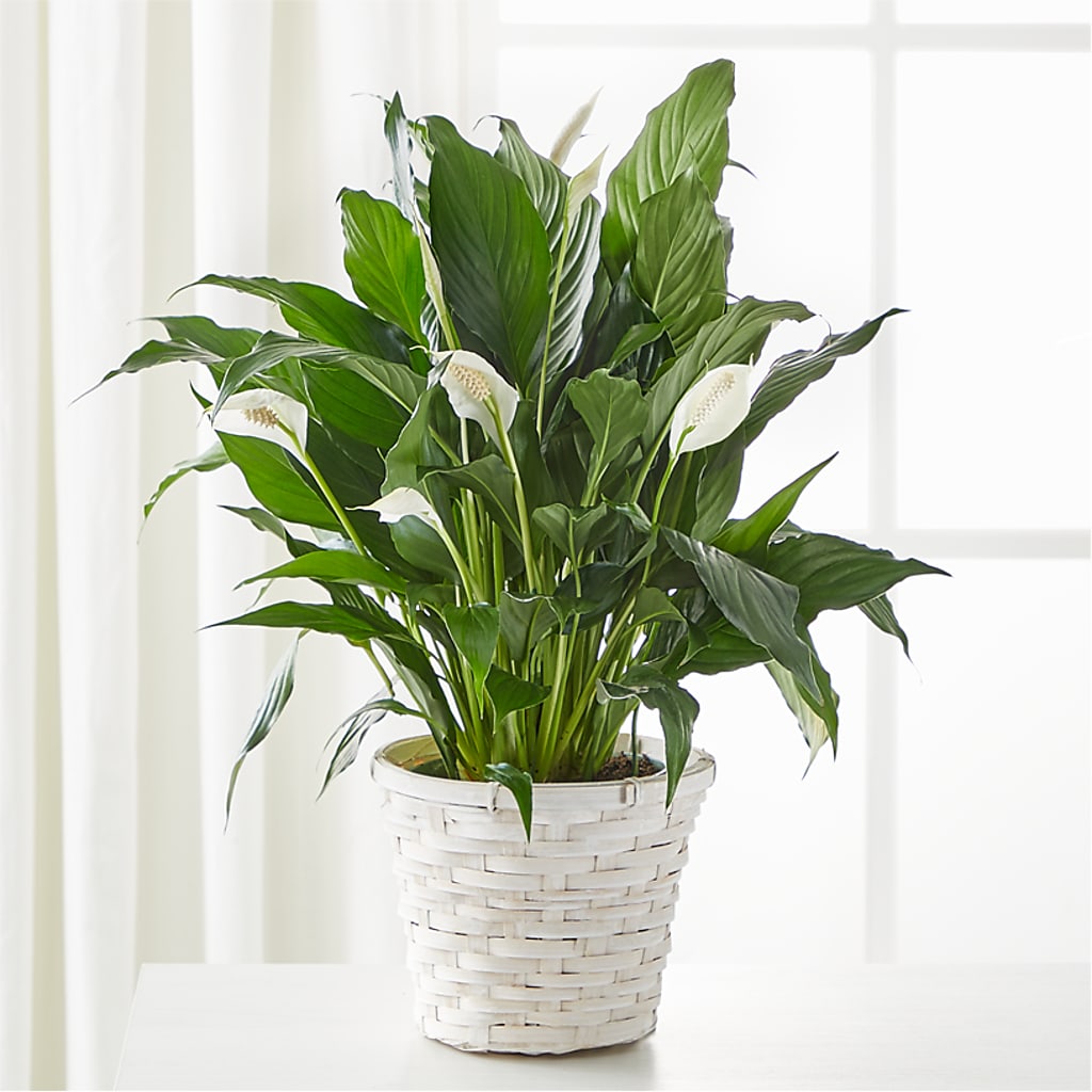 A New Leaf Peace Lily – LULU & J FLOWERS, Orange CA