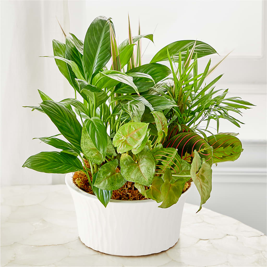 Balance & Harmony Dishgarden – LULU & J FLOWERS, Orange CA