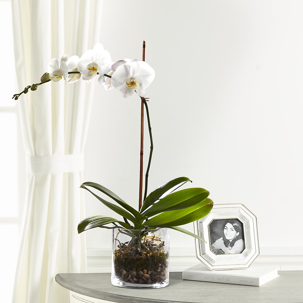 White Orchid Planter – LULU & J FLOWERS, Orange CA