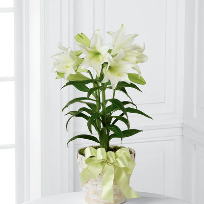 Easter Lily Plant – LULU & J FLOWERS, Orange CA