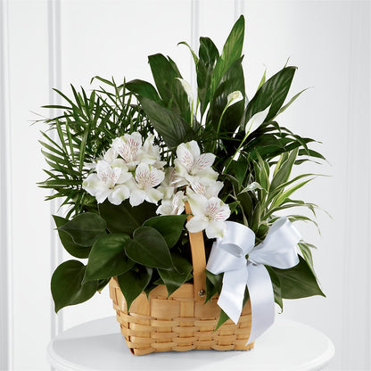 Peace & Serenity Dishgarden – LULU & J FLOWERS, Orange CA