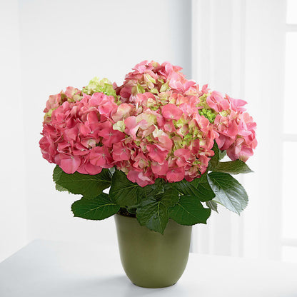 Pink Hydrangea Planter – LULU & J FLOWERS, Orange CA
