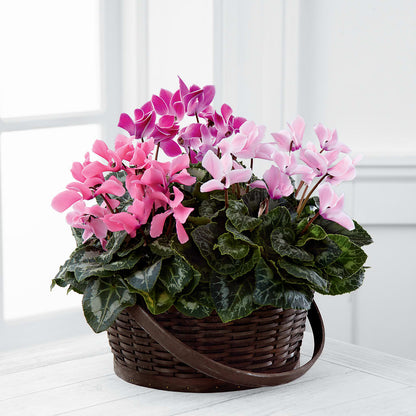 Mixed Cyclamen Planter – LULU & J FLOWERS, Orange CA