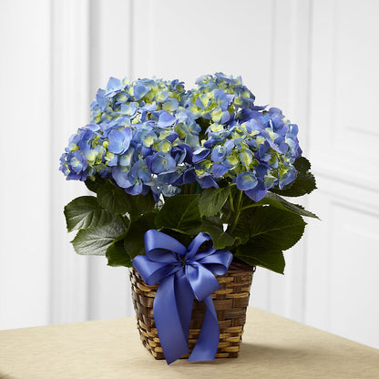 Blue Hydrangea Planter – LULU & J FLOWERS, Orange CA
