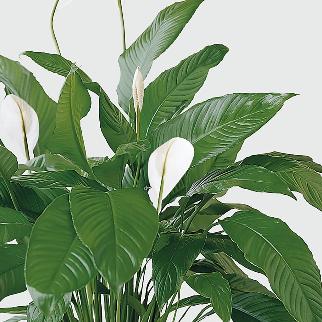 Tranquil Moments Peace Lily Plant – LULU & J FLOWERS, Orange CA