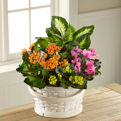 Color Crush Dishgarden – LULU & J FLOWERS, Orange CA