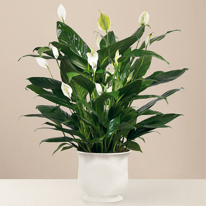 Comfort Planter – LULU & J FLOWERS, Orange CA