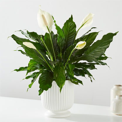 Comfort Planter – LULU & J FLOWERS, Orange CA