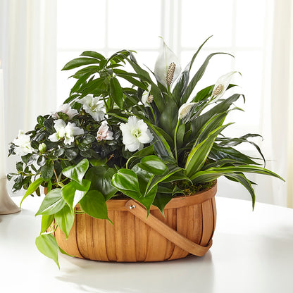 Serene Dishgarden – LULU & J FLOWERS, Orange CA