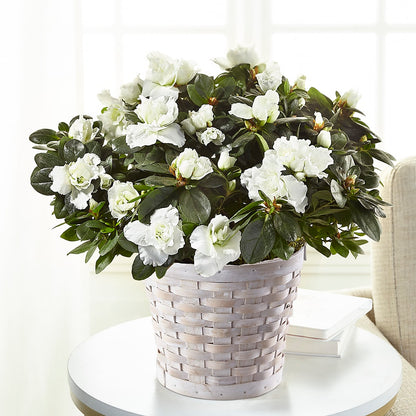 White Azalea Plant – LULU & J FLOWERS, Orange CA
