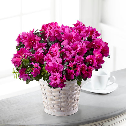 Hope & Serenity Azalea Plant – LULU & J FLOWERS, Orange CA