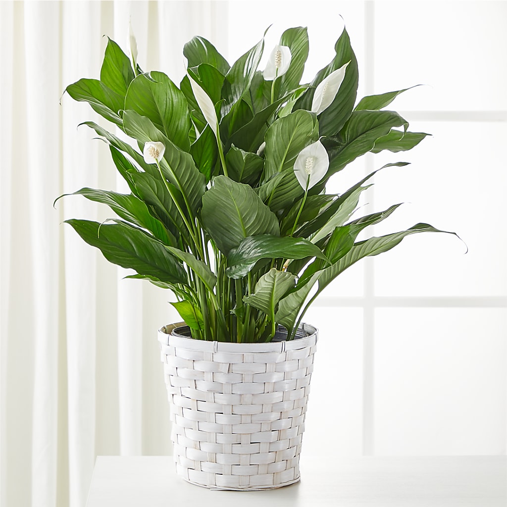 orange peace lily A New Leaf Peace Lily