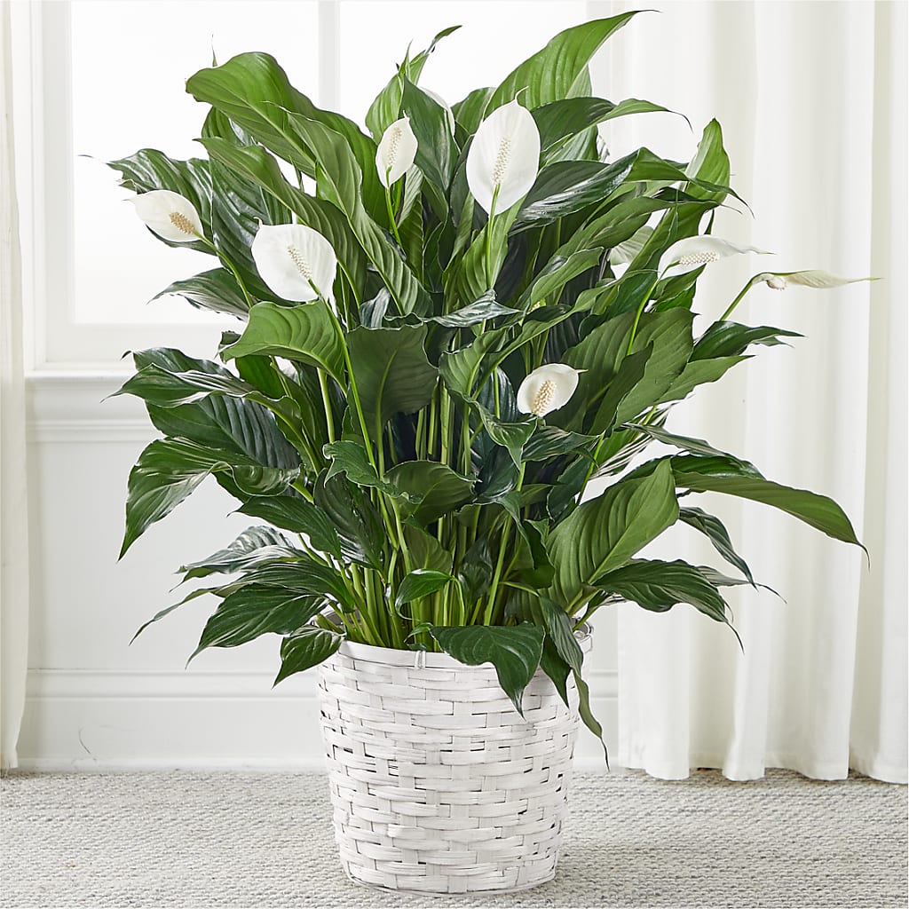 peace lily orange A New Leaf Peace Lily