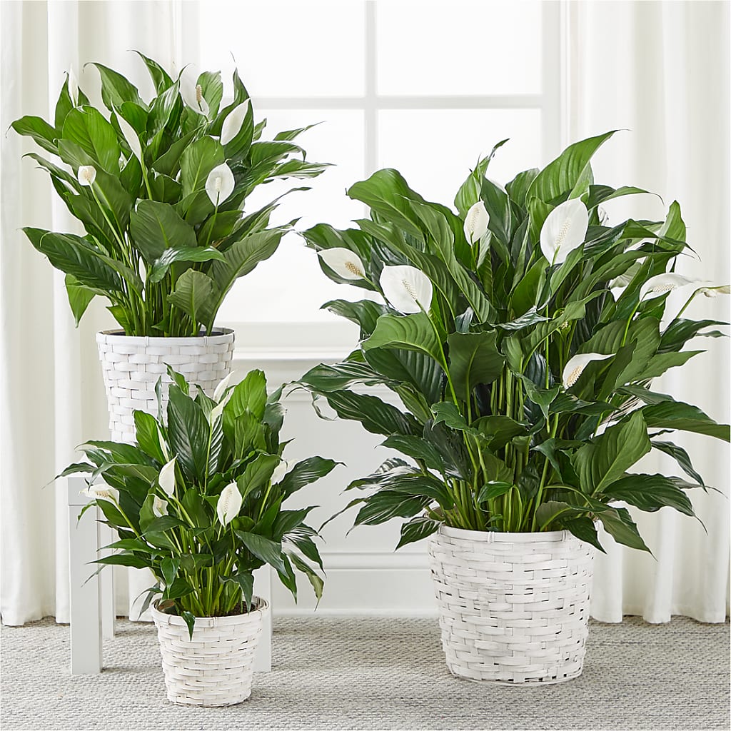 A New Leaf Peace Lily – LULU & J FLOWERS, Orange CA