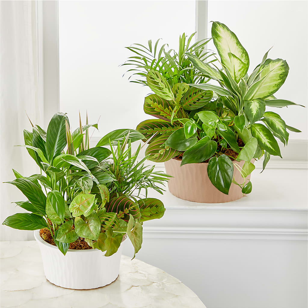 Balance & Harmony Dishgarden – LULU & J FLOWERS, Orange CA