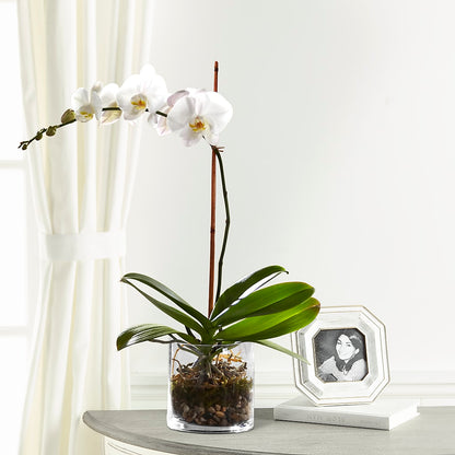 White Orchid Planter – LULU & J FLOWERS, Orange CA
